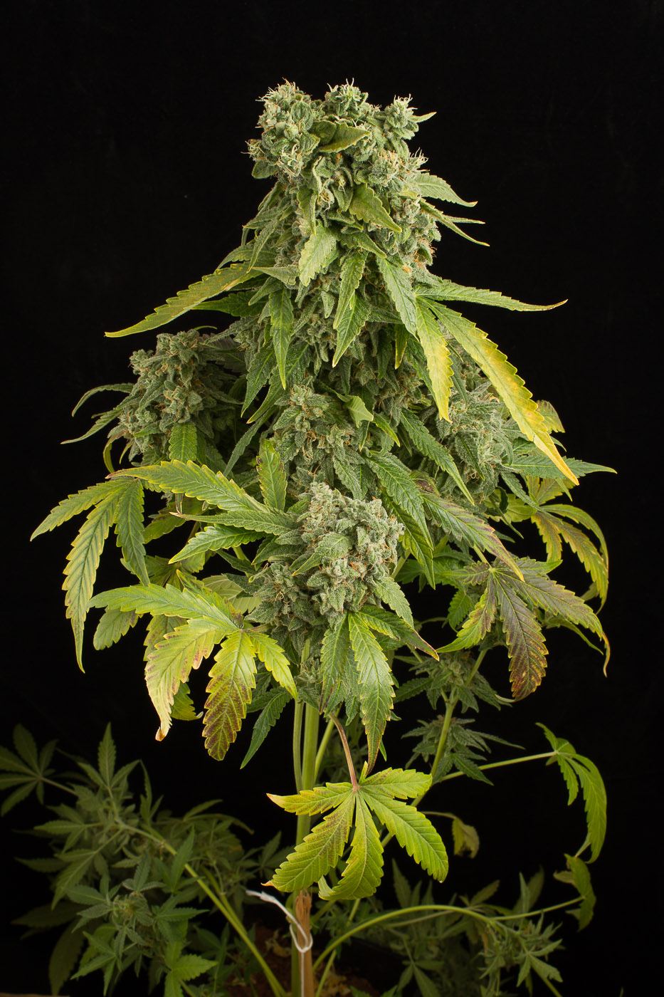 Blue Cheese Autoflowering Purchase Blue Cheese Autoflowering auto