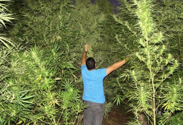 quand planter weed