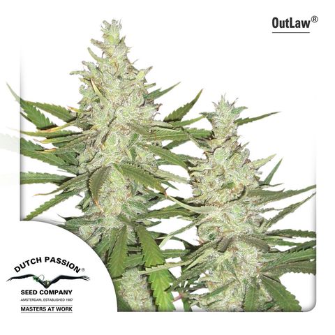 Outlaw – Purchase Outlaw feminized cannabis seeds