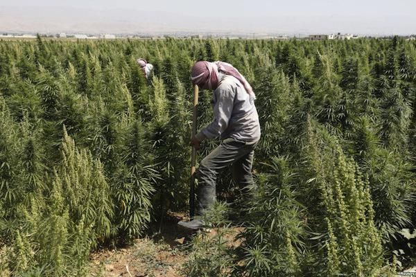 Siria: ISIS contra el cultivo de marihuana Isis2_blog_cdn
