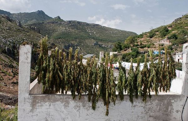 Siria: ISIS contra el cultivo de marihuana Isis3_blog_cdn