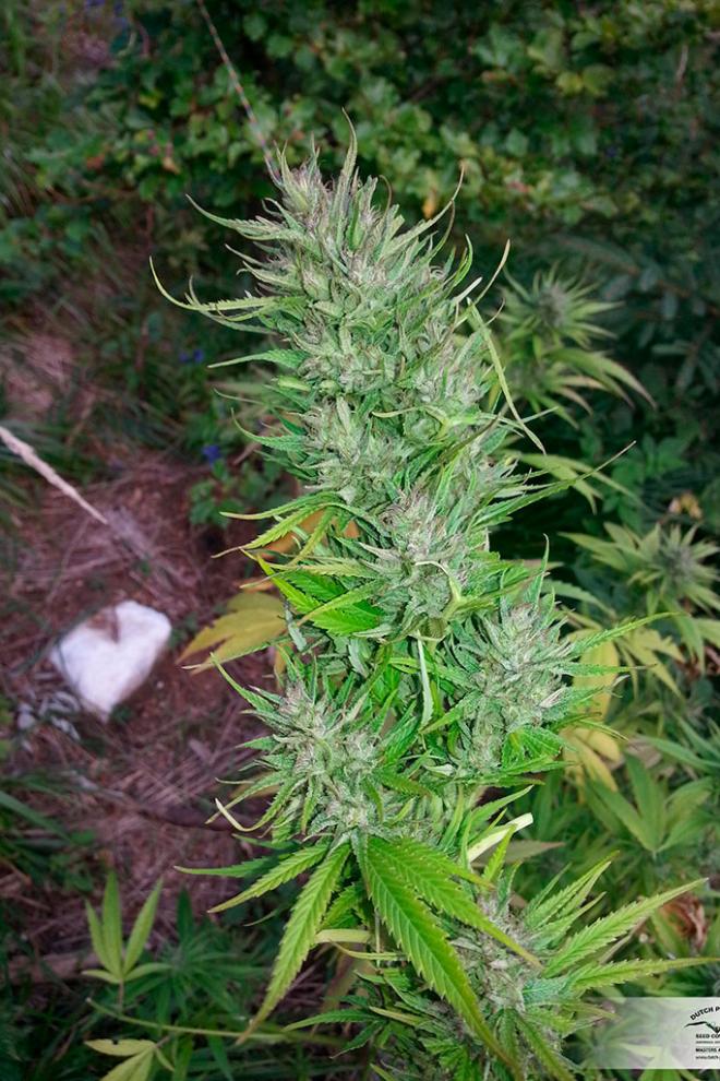 Шаман сорт марихуаны конопля семена где взять