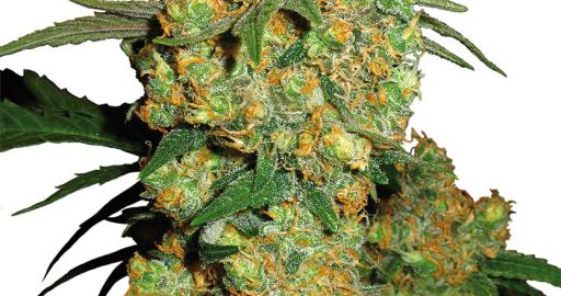 Big Bud regular - Buy Sensi Seeds cannabis seeds