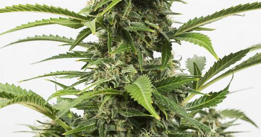 Critical + Autoflowering Auto — breeder photo