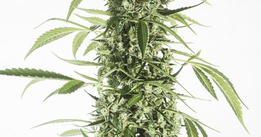 Moby Dick XXL Autoflowering Auto — breeder photo