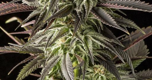 Blue Cheese (Dinafem) — breeder photo