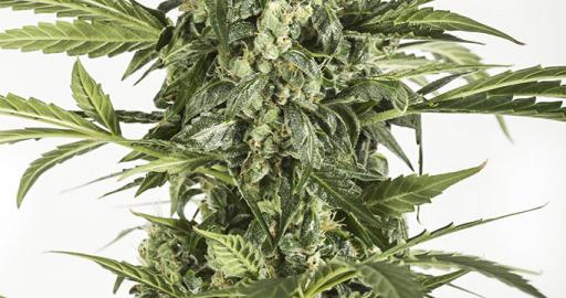 Blue Cheese Autoflowering Auto — breeder photo