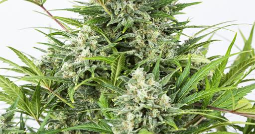 Critical Cheese Autoflowering Auto — breeder photo