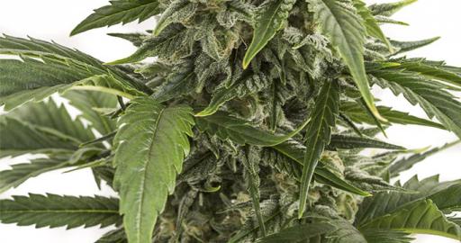 Bubba Kush Autoflowering Auto — breeder photo
