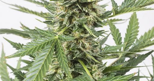 Cheese XXL Autoflowering Auto — breeder photo