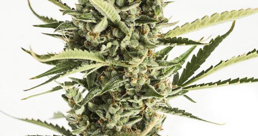 Amnesia XXL Autoflowering Auto — breeder photo