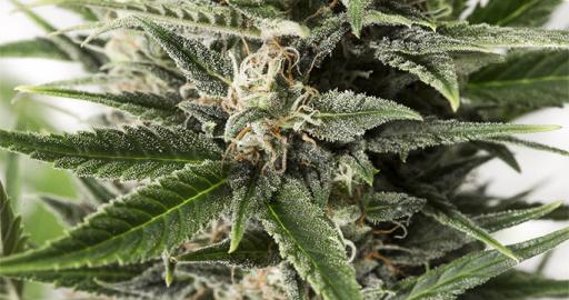 Blue Amnesia XXL Autoflowering Auto — breeder photo