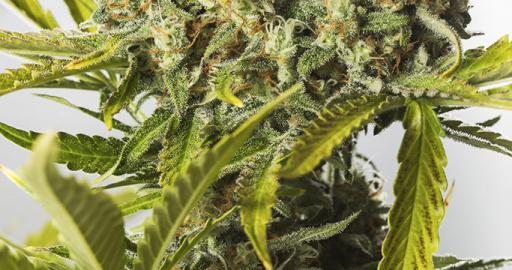 Blue Critical Autoflowering Auto — breeder photo