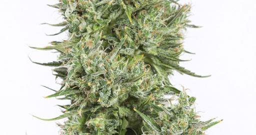 Blue Kush Autoflowering Auto — breeder photo