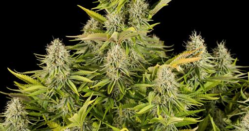Amnesia Kush — breeder photo