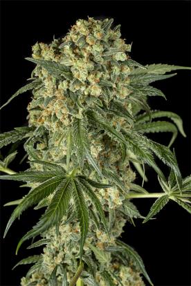 Semi di Cannabis dal THC alto - Dinafem Seeds