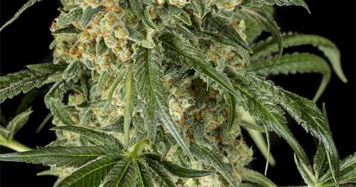 Big Kush — breeder photo
