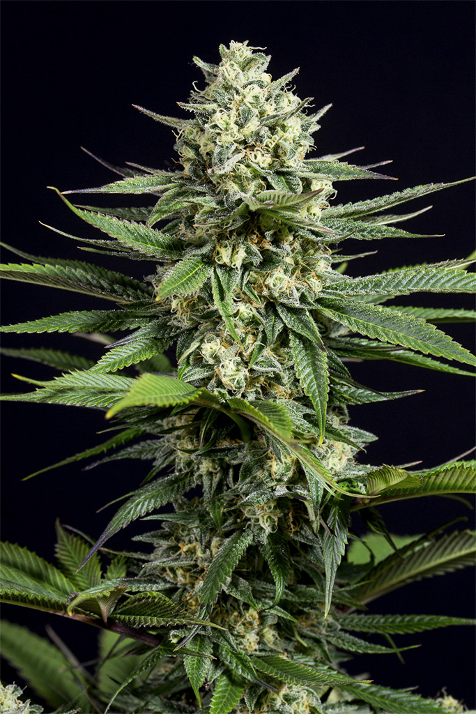 OG Kush CBD – Buy OG Kush CBD cannabis seeds
