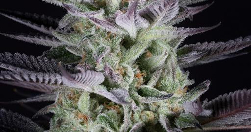 Blueberry Cookies — breeder photo