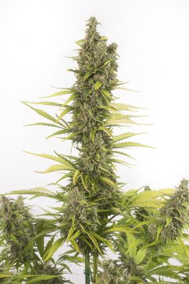 Semi di Cannabis dal THC alto - Dinafem Seeds