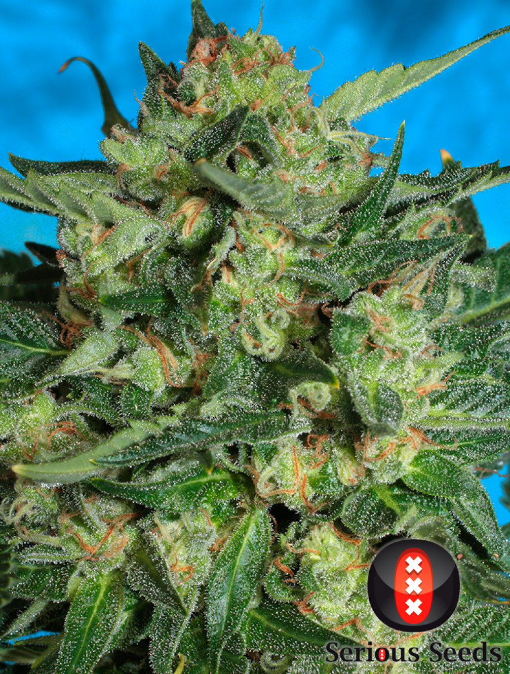 White Russian Auto Buy Serious Seeds Cannabis 