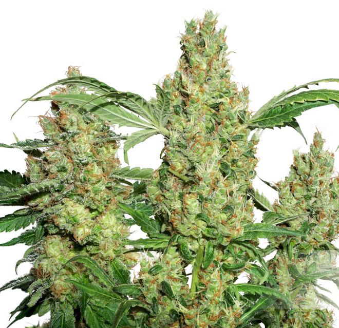 Семена Power Plant Auto Fem марихуана при головных болях