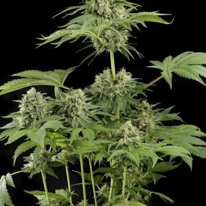 Moby Dick Strain Feminized Cannabis Seeds - Rocket Seeds