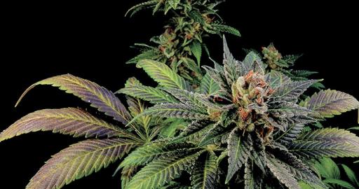 Blue Widow — breeder photo