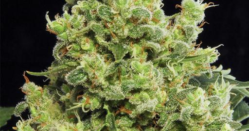 Blue Hash — breeder photo