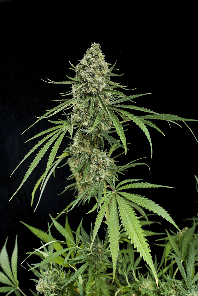 Critical + Feminised Silver Pack 3-seeds pack