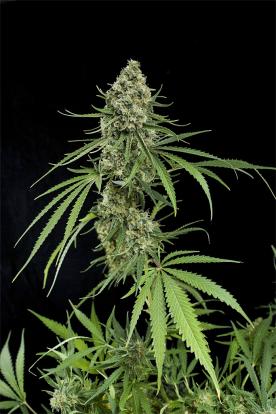 Semi di Cannabis dal THC alto - Dinafem Seeds