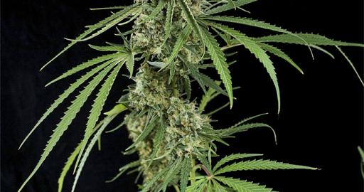 Critical + — breeder photo