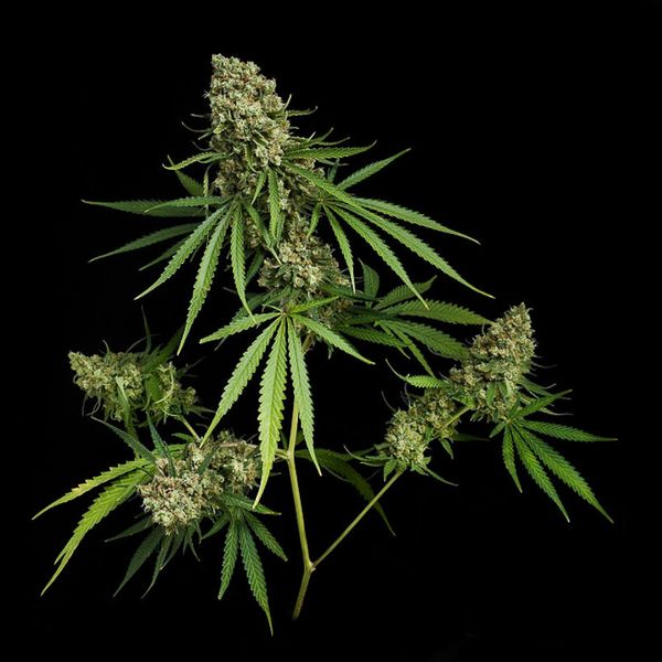 Ass kicking feminized plant benefits and drawbacks