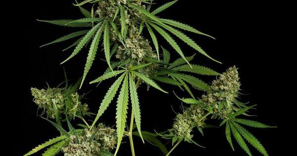 10 variedades de marihuana que todo cultivado