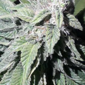 Purple Moby Dick-Foto von Charly 