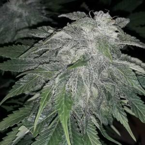 Photo of Purple Moby Dick by Charles
