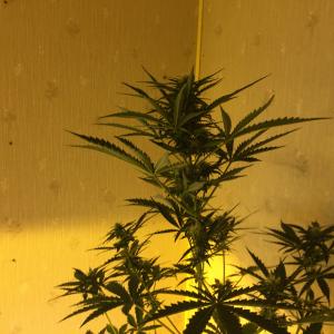 Photo of Critical Jack Autoflowering by Philip