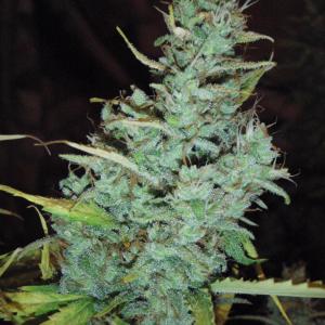 Photo of White Russian by Jock