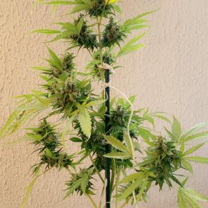 Photo of Critical + 2.0 Autoflowering by Siderty