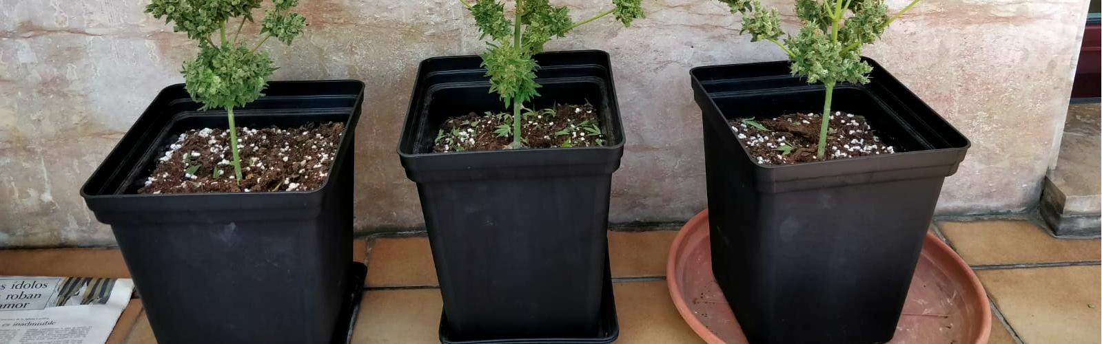 Autoflowering balcony