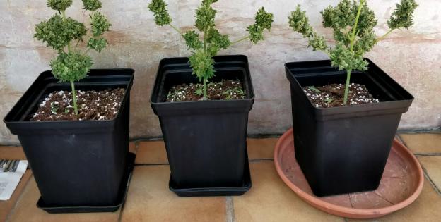 Autoflowering balcony