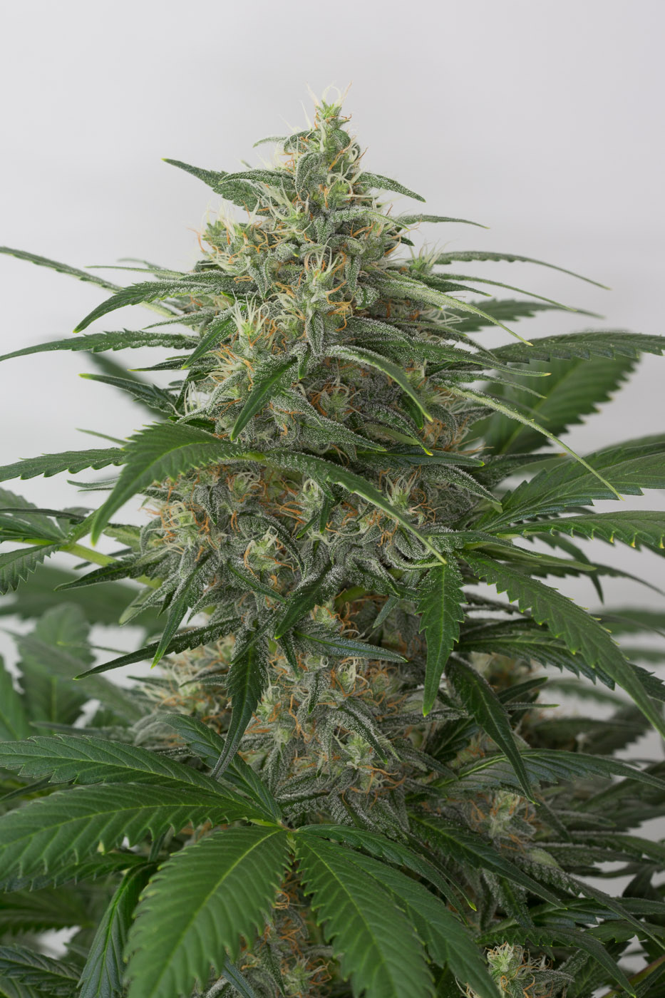 Moby Dick XXL Autoflowering – Buy Moby Dick XXL Auto cannabis seeds