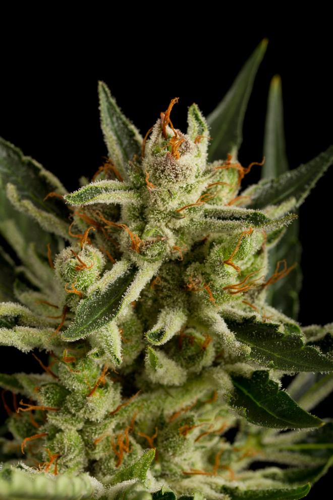 Original Amnesia Autoflowering 2