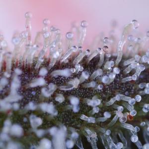 Original Amnesia Autoflowering 1