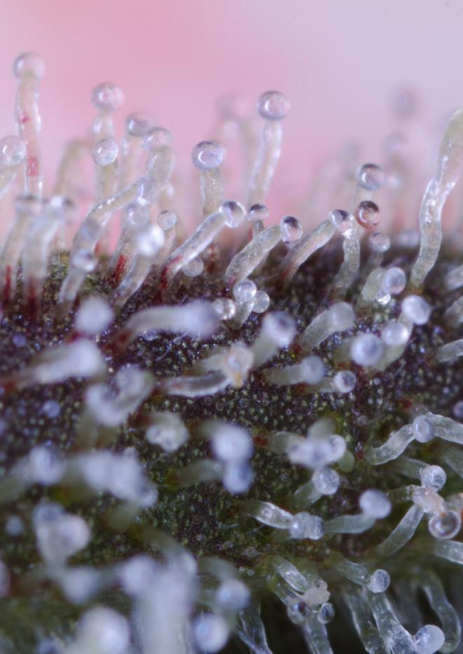 Original Amnesia Autoflowering 1