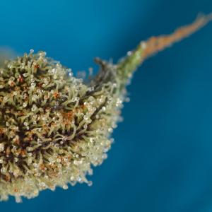 Original Amnesia Autoflowering 0