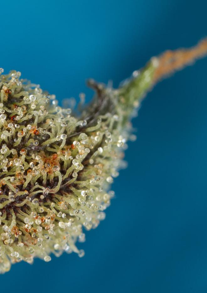 Original Amnesia Autoflowering 0