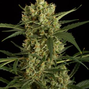 Original Amnesia Autoflowering 5