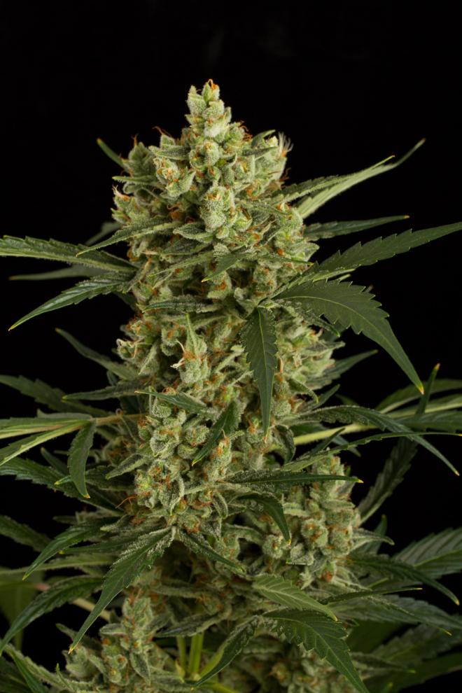 Original Amnesia Autoflowering 5