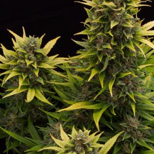 Original Amnesia Autoflowering 4